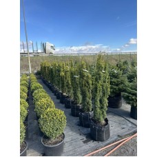 "Тис Давид" 120-140 см